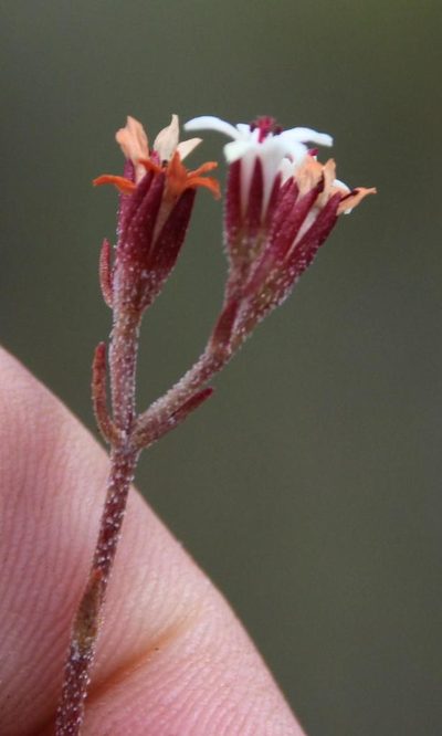 Crassula pustulata, photographed by Tony Rebelo
