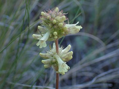 Penstemon confertus, photographed by Ellyne Geurts