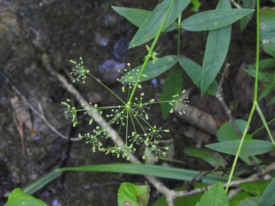 Oxypolis rigidior, photographed by Yann Kemper