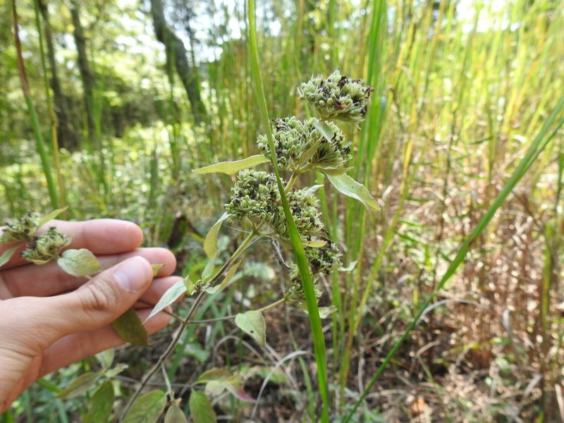 Pycnanthemum incanum, photographed by Yann Kemper