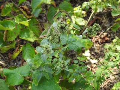 Pycnanthemum incanum, photographed by Yann Kemper