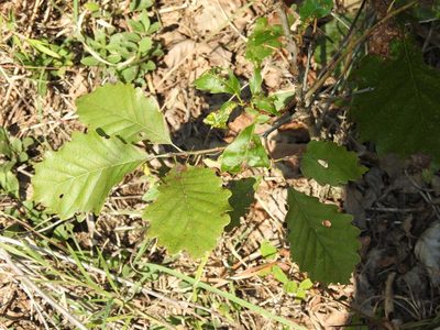 Quercus muehlenbergii, photographed by Yann Kemper
