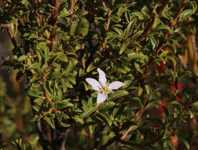 Agathosma betulina, photographed by Tony Rebelo