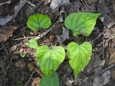 Ipomoea pandurata, photographed by Yann Kemper