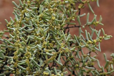 Suaeda divaricata, photographed by Hugo Hulsberg
