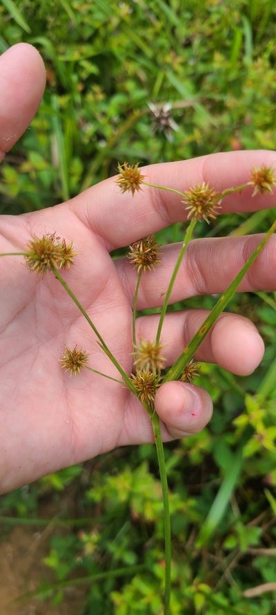 Rhynchospora holoschoenoides, photographed by ritirene