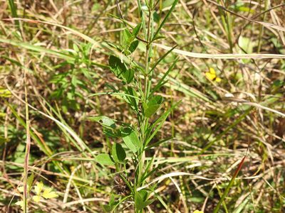 Asclepias verticillata, photographed by Yann Kemper