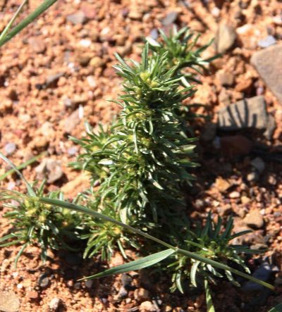 Ifloga glomerata, photographed by Tony Rebelo