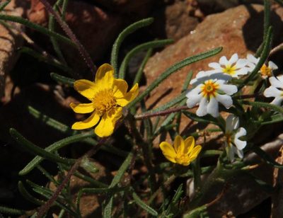 Rhynchopsidium pumilum, photographed by Tony Rebelo