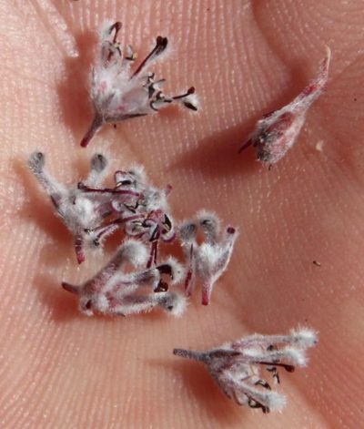 Spatalla propinqua, photographed by Tony Rebelo