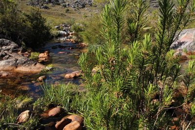 Ixianthes retzioides, photographed by Tony Rebelo