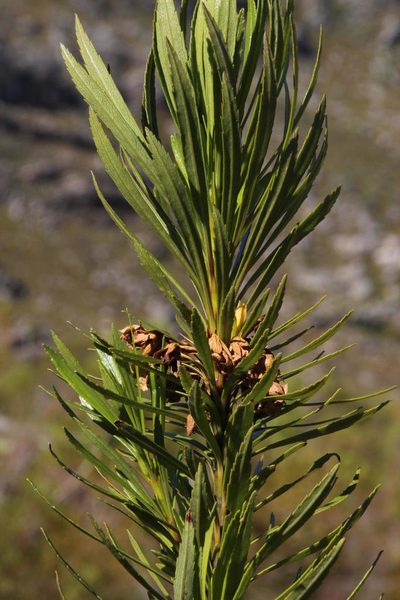Ixianthes retzioides, photographed by Tony Rebelo