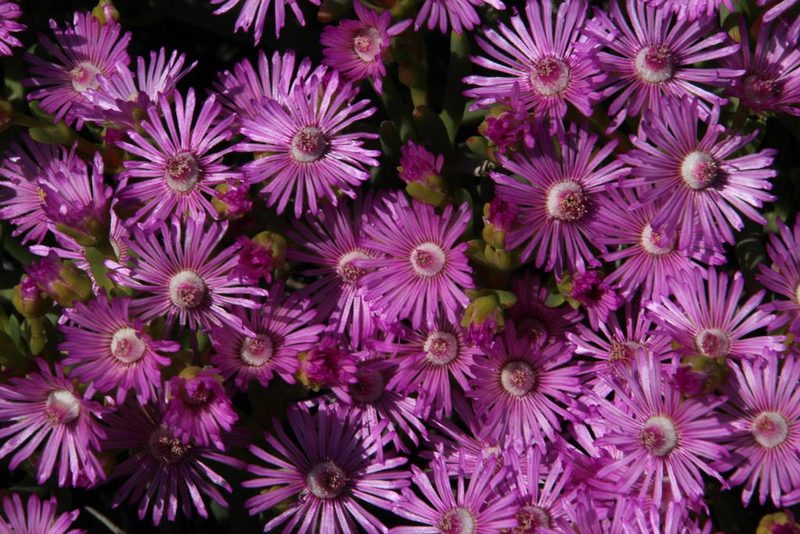 Ruschia tribracteata, photographed by Tony Rebelo