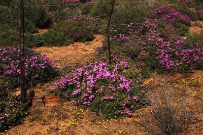 Ruschia tribracteata, photographed by Tony Rebelo