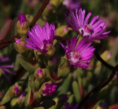 Ruschia tribracteata, photographed by Tony Rebelo