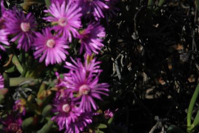 Ruschia tribracteata, photographed by Tony Rebelo