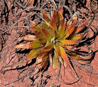 Deuterocohnia longipetala, photographed by Hugo Hulsberg
