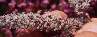 Spatalla propinqua, photographed by Tony Rebelo