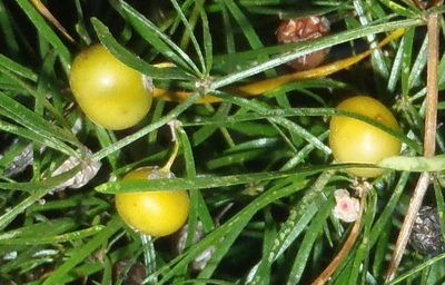 Asparagus angusticladus, photographed by Nicola van Berkel