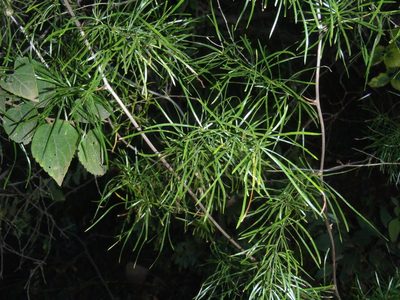 Asparagus angusticladus, photographed by Nicola van Berkel