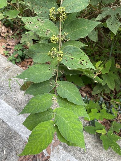 Callicarpa rubella, photographed by Yj