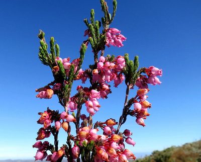 Erica toringbergensis, photographed by Di Turner