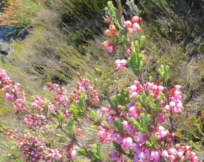 Erica toringbergensis, photographed by Di Turner