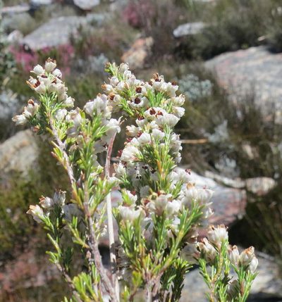 Erica zwartbergensis, photographed by Di Turner