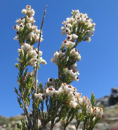 Erica zwartbergensis, photographed by Di Turner