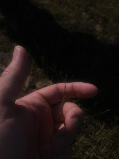 Aristida longespica, photographed by Chris Hoess
