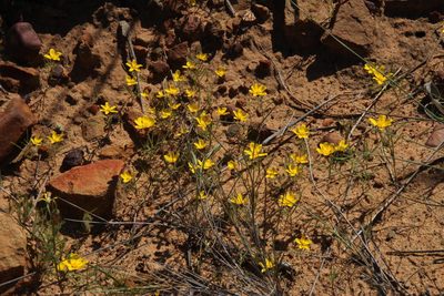Rhynchopsidium pumilum, photographed by Tony Rebelo