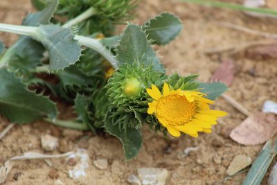 Grindelia ciliata, photographed by Clay