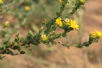 Grindelia ciliata, photographed by Clay