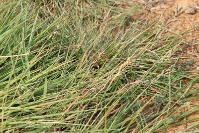 Echinochloa colona, photographed by Clay