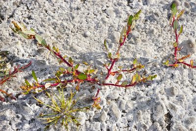 Oxybasis glauca, photographed by Patrick Hacker