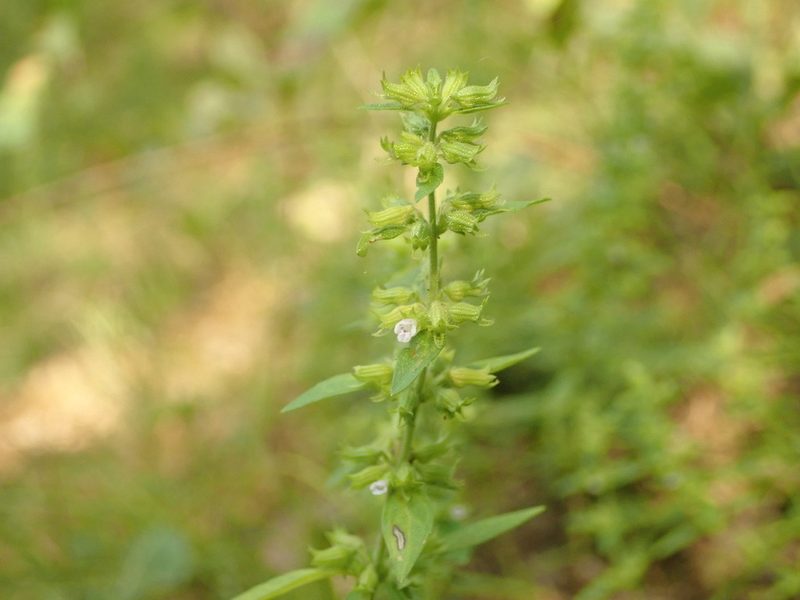 Hedeoma pulegioides, photographed by Yann Kemper