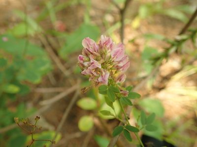Lespedeza virginica, photographed by Yann Kemper