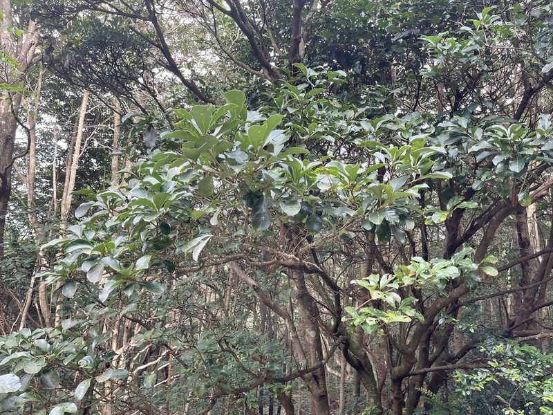 Viburnum odoratissimum, photographed by Yj