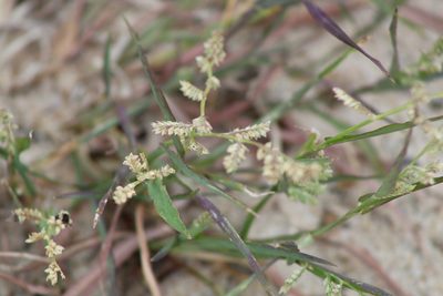 Echinochloa colona, photographed by Clay