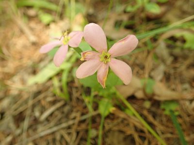 Sabatia angularis, photographed by Yann Kemper
