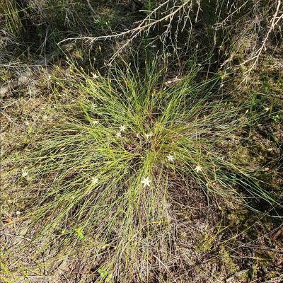 Thelionema umbellatum, photographed by ronavery