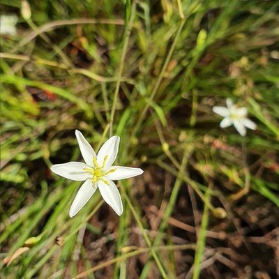 Thelionema umbellatum, photographed by ronavery