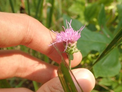 Liatris aspera, photographed by Yann Kemper