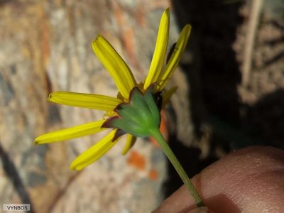 Othonna pinnata, photographed by Chris Vynbos