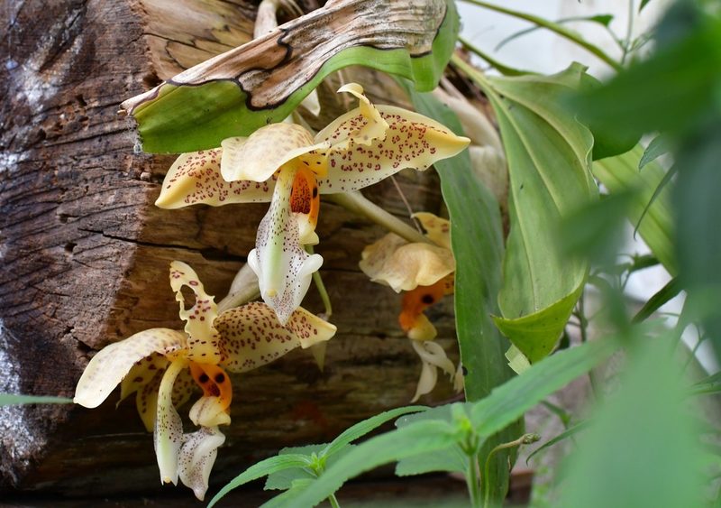 Stanhopea oculata, photographed by Neptalí Ramírez Marcial