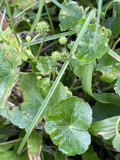 Hydrocotyle ramiflora, photographed by Yj