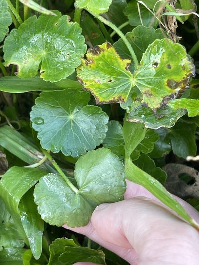 Hydrocotyle ramiflora, photographed by Yj