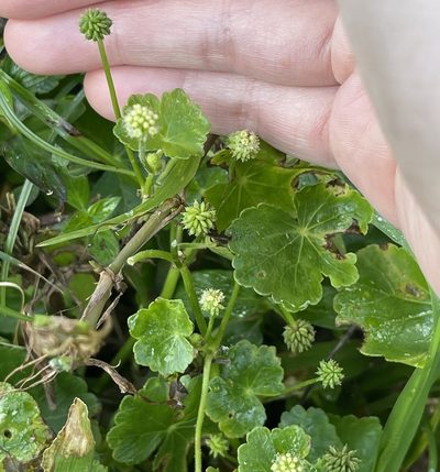 Hydrocotyle ramiflora, photographed by Yj