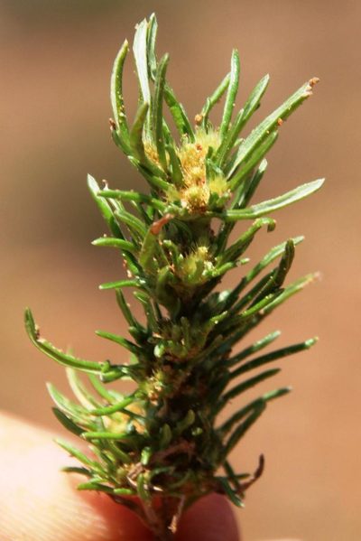Ifloga glomerata, photographed by Tony Rebelo