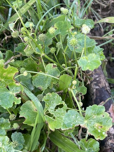 Hydrocotyle ramiflora, photographed by Yj